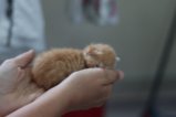 thumbnails/000-IMG_2330.JPG.small.jpeg