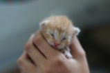 thumbnails/002-IMG_2333.JPG.small.jpeg