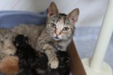 thumbnails/006-IMG_2339.JPG.small.jpeg