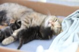 thumbnails/011-IMG_2346.JPG.small.jpeg