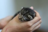thumbnails/014-IMG_2350.JPG.small.jpeg