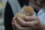 thumbnails/021-IMG_2368.JPG.small.jpeg