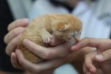 thumbnails/022-IMG_2369.JPG.small.jpeg