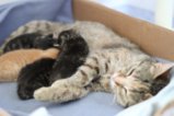 thumbnails/024-IMG_2377.JPG.small.jpeg