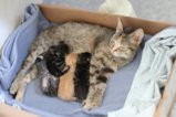 thumbnails/026-IMG_2383.JPG.small.jpeg