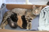 thumbnails/027-IMG_2384.JPG.small.jpeg