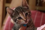 thumbnails/003-IMG_4732.JPG.small.jpeg
