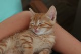 thumbnails/004-IMG_4740.JPG.small.jpeg