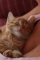 thumbnails/009-IMG_4753.JPG.small.jpeg