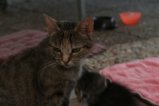 thumbnails/012-IMG_4770.JPG.small.jpeg