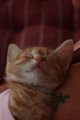 thumbnails/013-IMG_4772.JPG.small.jpeg